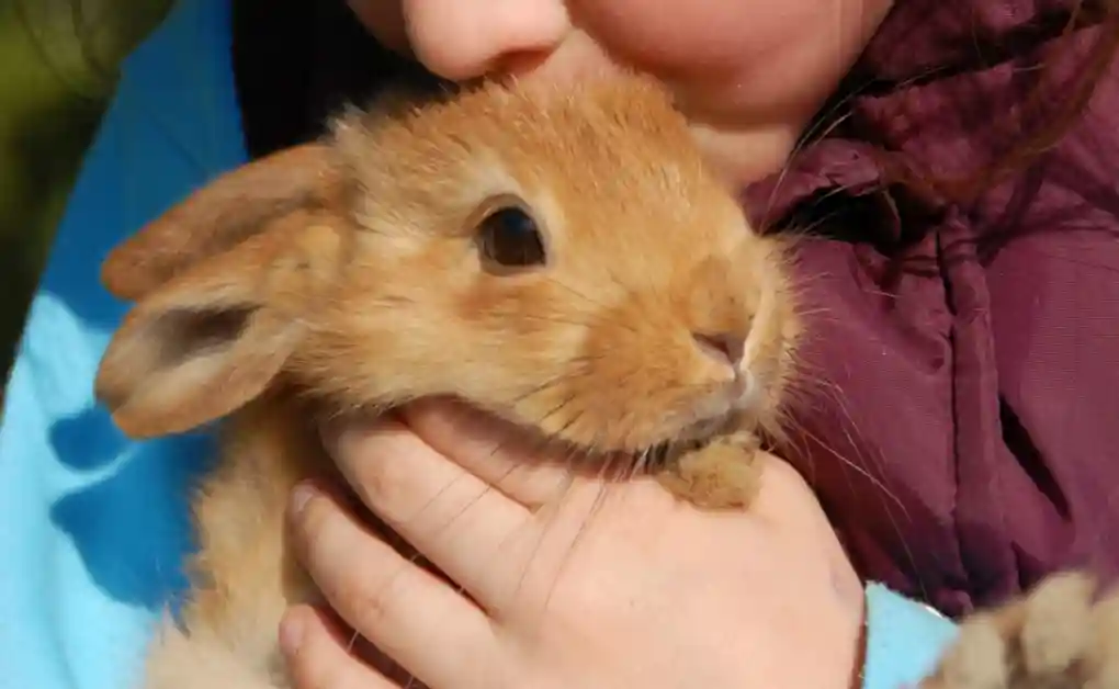 bunny hug