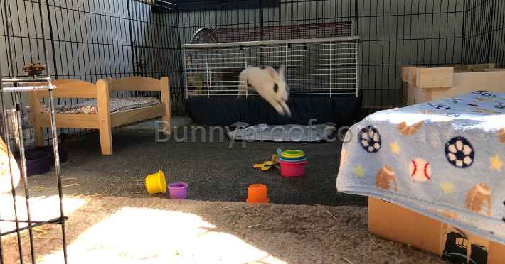 bunny jumping out pen