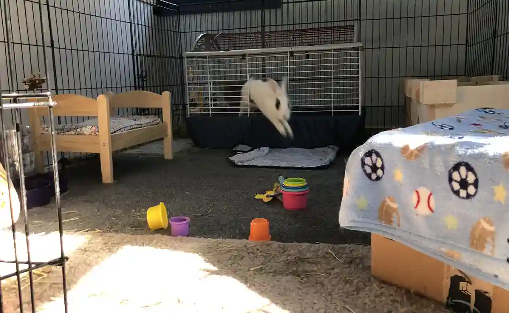 bunny jumping out pen