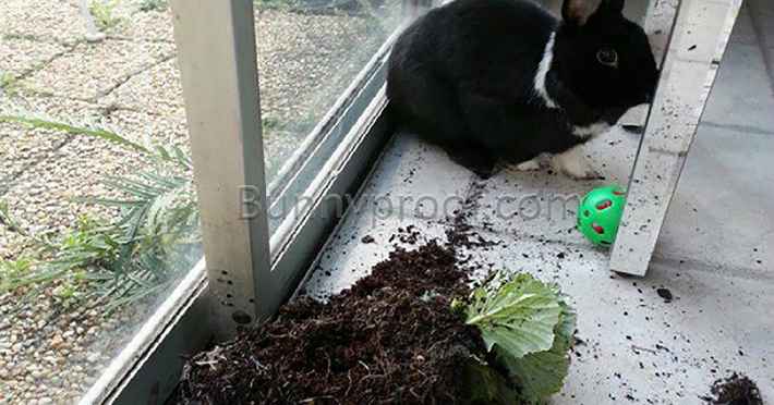bunny knocked over plant pot