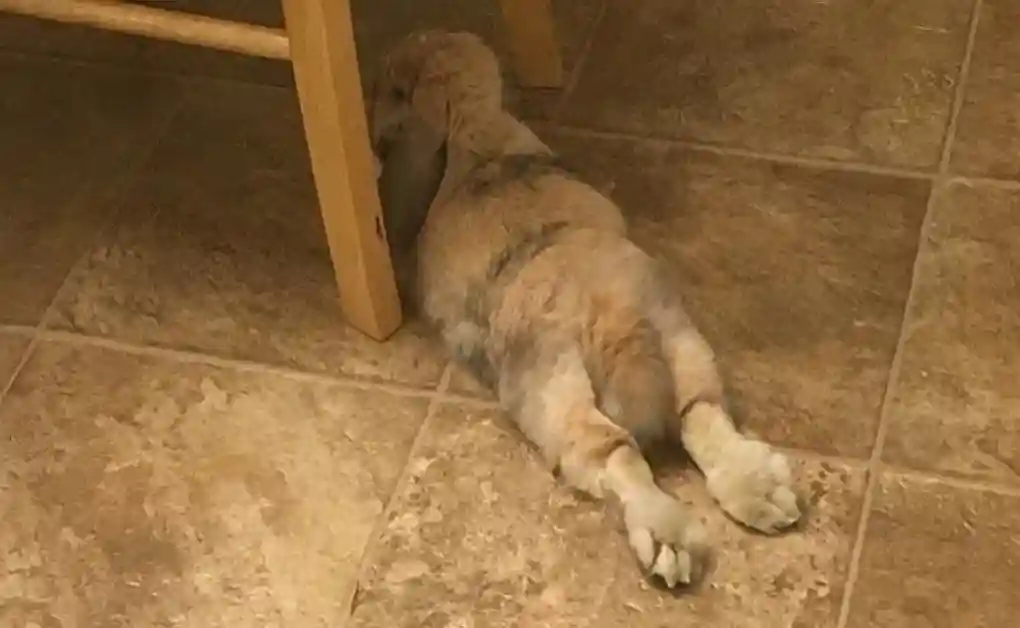 bunny lay under table