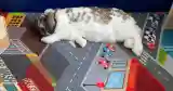bunny laying road playmat