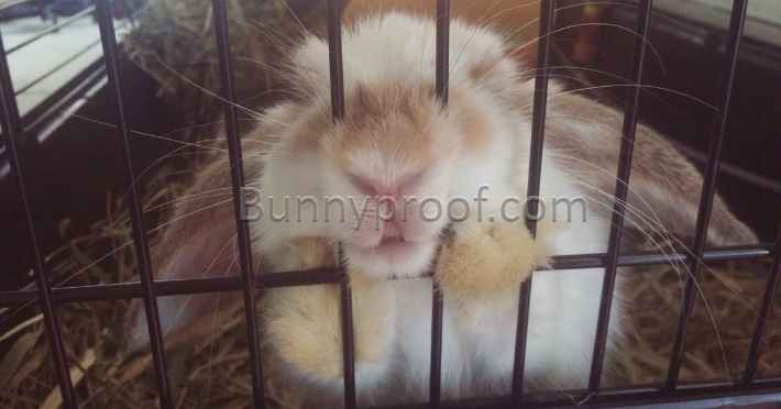 bunny looking through bars