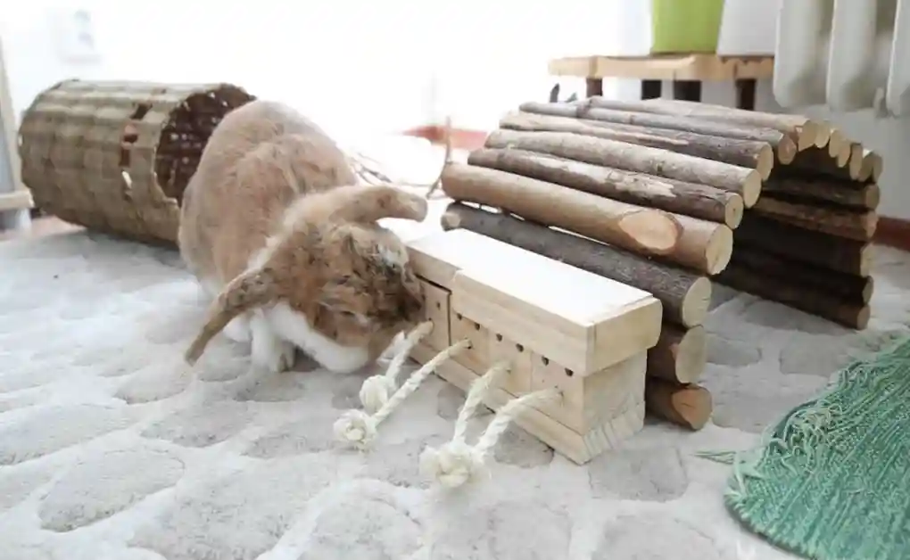 bunny playing chew toys