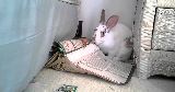 bunny playing phone directory