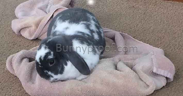 bunny playing towel