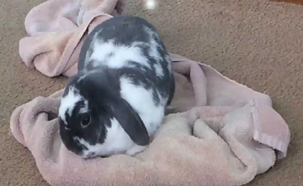 bunny playing towel