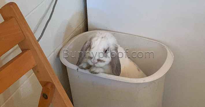 bunny playing tub
