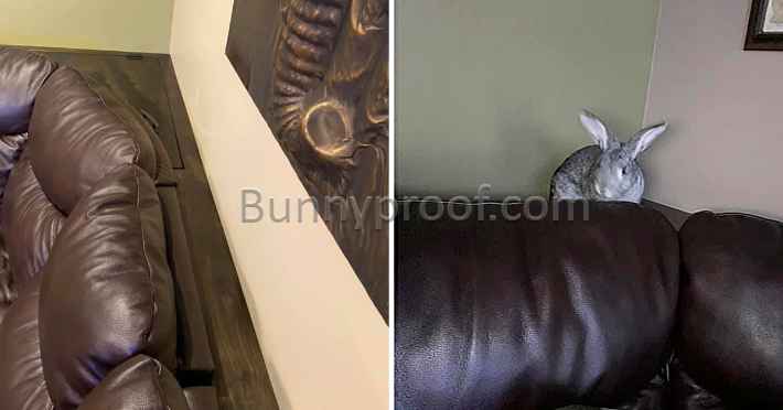 bunny proof couch shelf