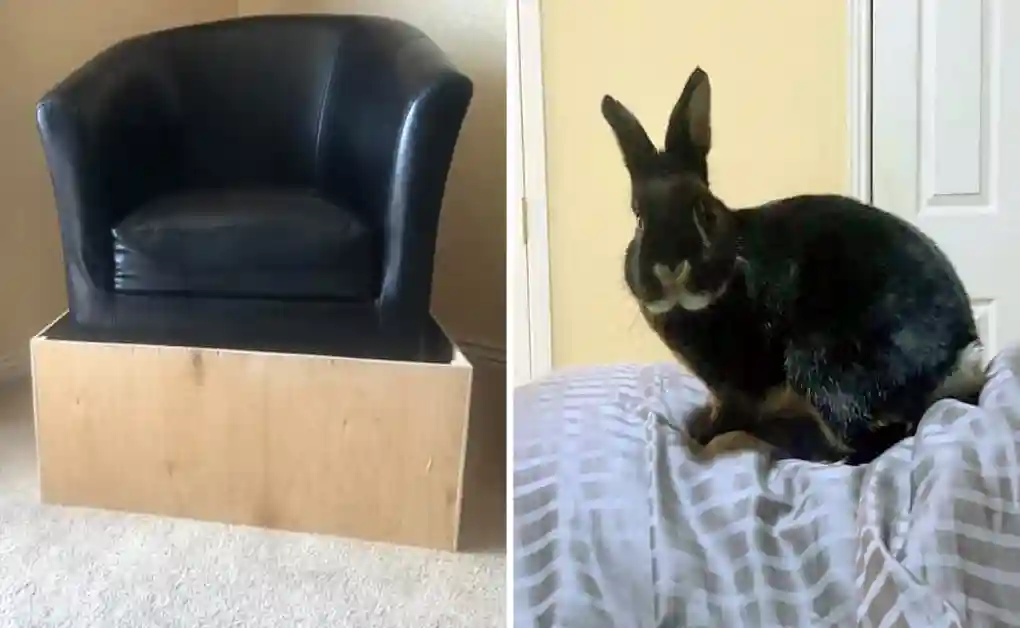 bunny proofed chair