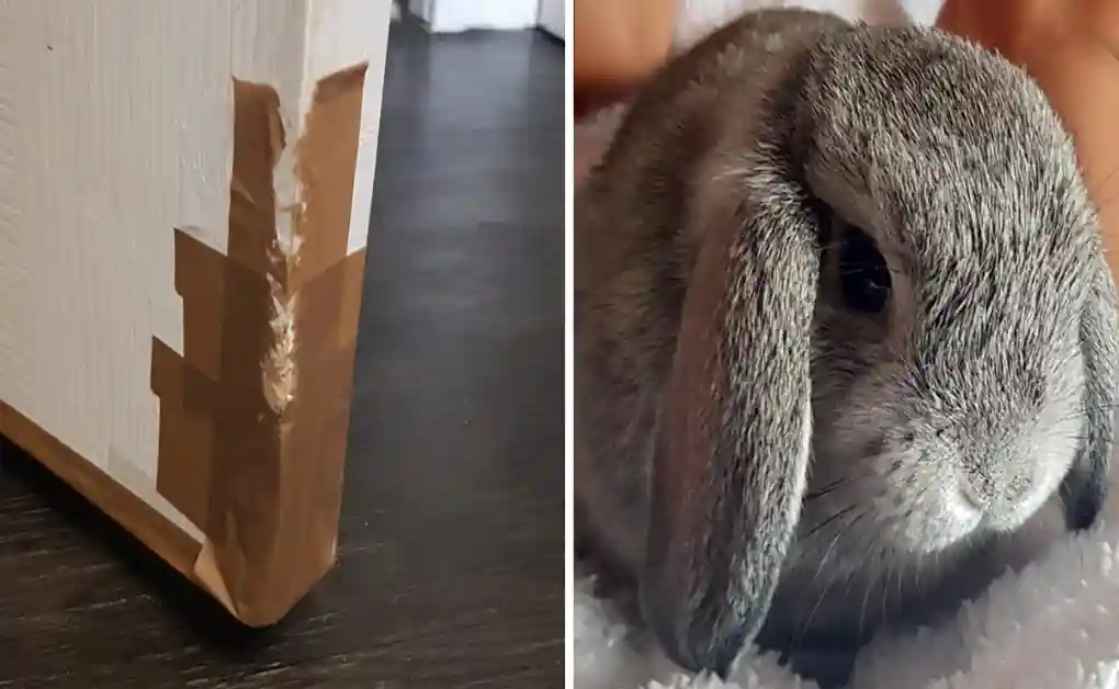 bunny proofed door tape