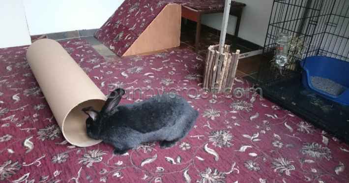 bunny proofed room tube ramp