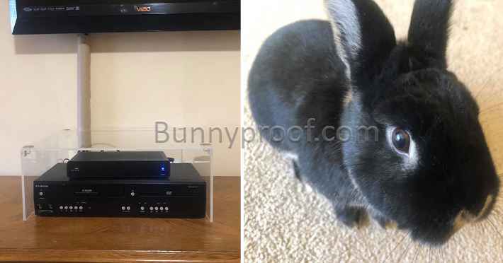 bunny proofed tv acrylic cover