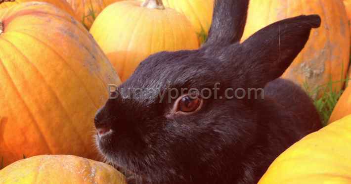 bunny pumpkin patch