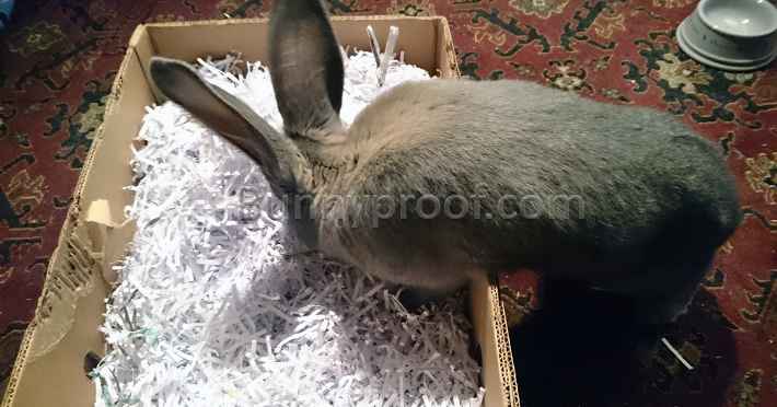 bunny shredded paper digging box