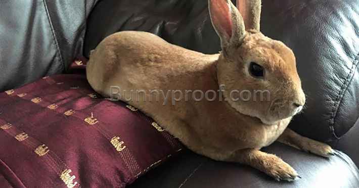 bunny sitting leather couch