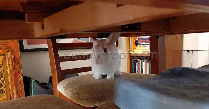 bunny sitting under table
