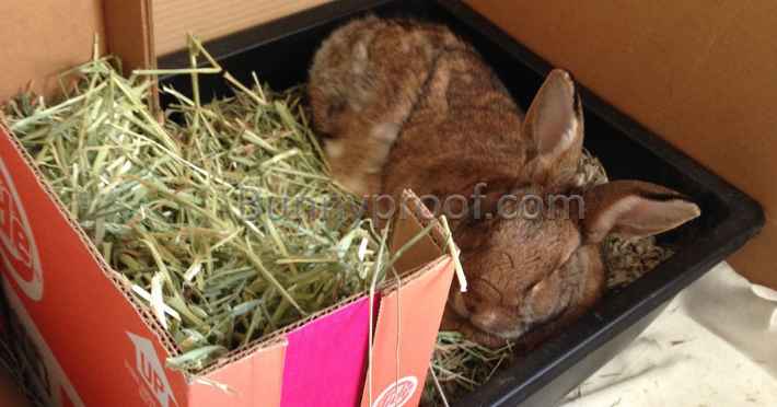 bunny sleeping litter tray hay feeder