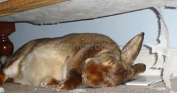 bunny sleeping under chewed couch