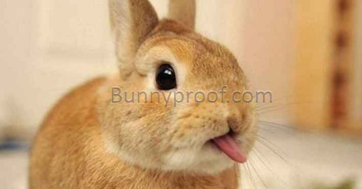 bunny sticking tongue out