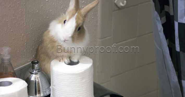 bunny toilet roll