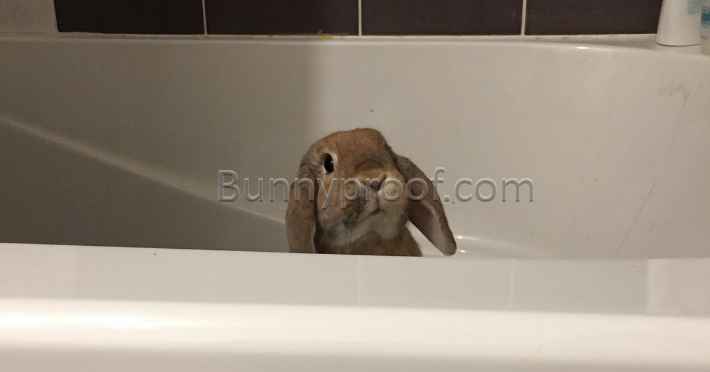 bunny trapped bath