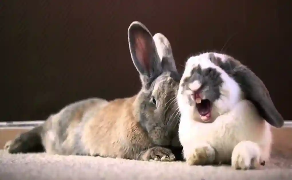 bunny yawn