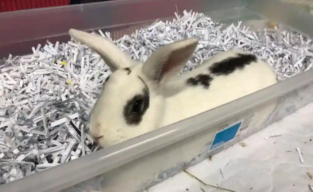 digging box shredded paper