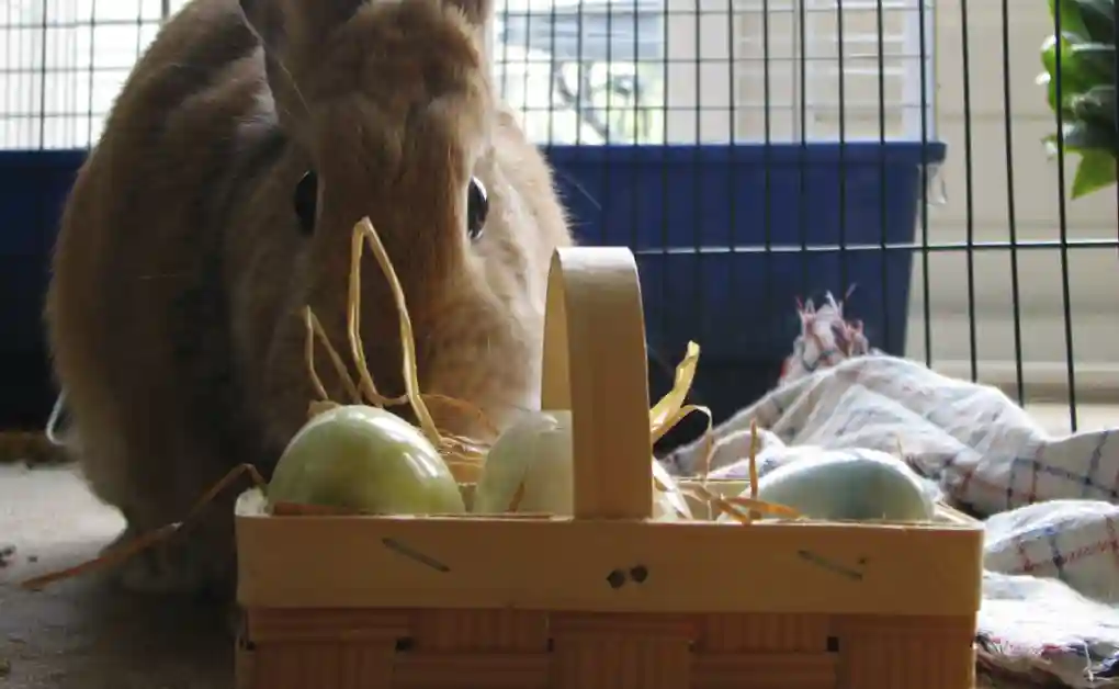 easter bunny basket eggs