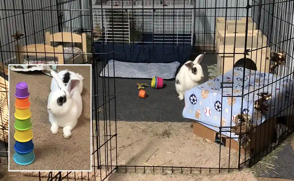 edisons pet pen bunny enclosure