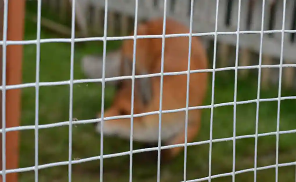 fox behind wire fence