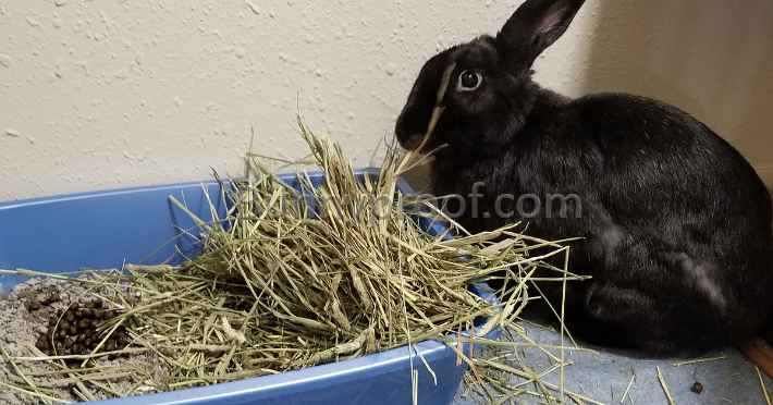 hay filled litter box