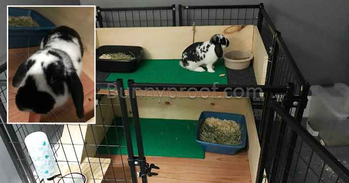 meekos custom bunny enclosure