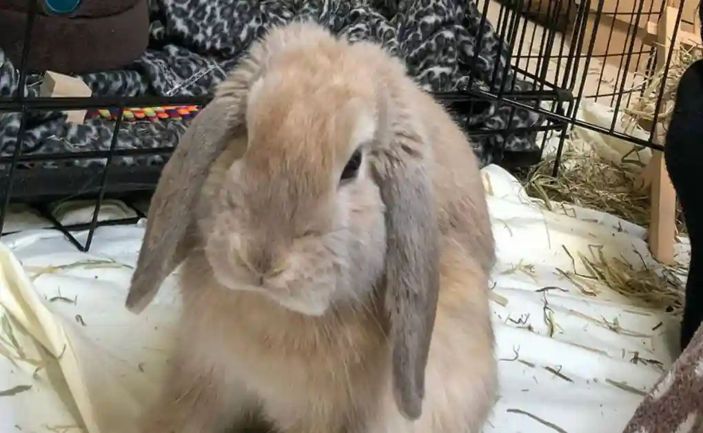mini lop dog crate