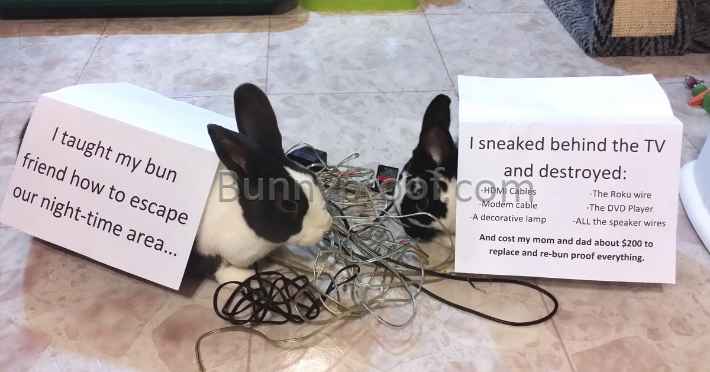 naughty bunnies chew wires