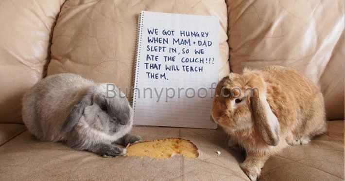 naughty bunnies couch