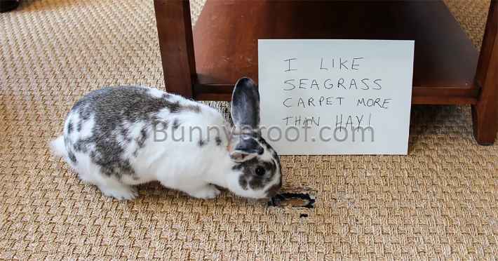 naughty bunny chew carpet