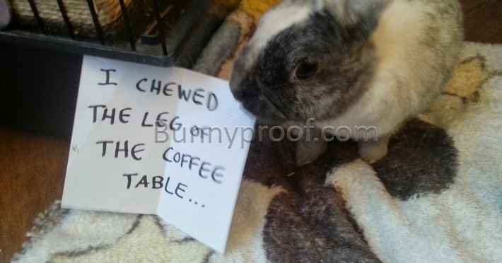 naughty bunny chew table leg