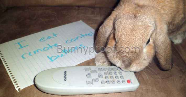naughty bunny chew tv remote