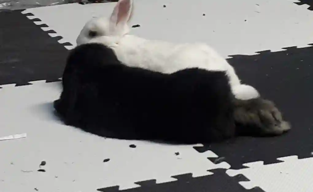 play mat bunnies flooring black white