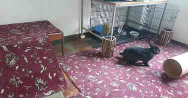 bunny proofed room ramp