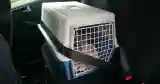 rabbit carrier car seat belt