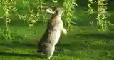 rabbit eating willow tree