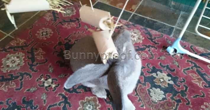rabbit playing toy toilet roll hanging hay roll