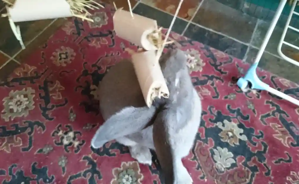 rabbit playing toy toilet roll hanging hay roll