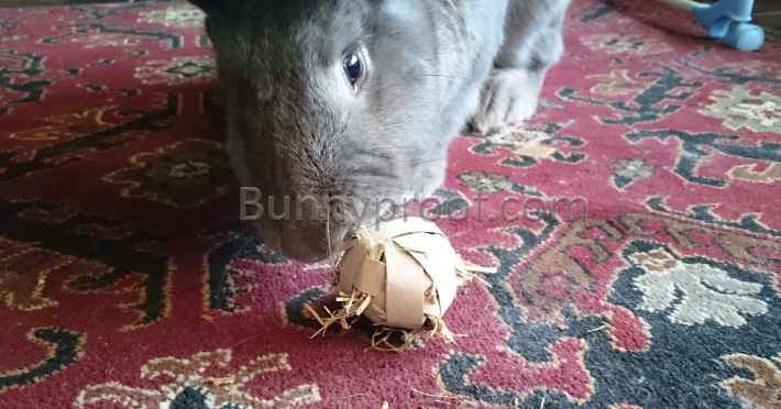 rabbit playing toy toilet roll hay ball