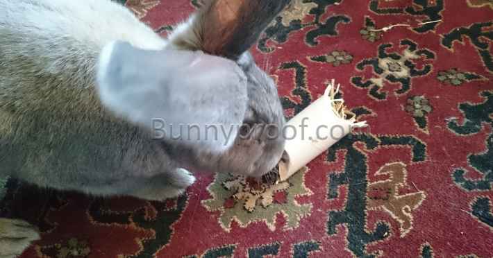 rabbit playing toy toilet roll hay roll