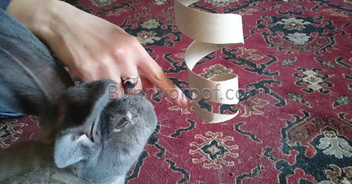 rabbit playing toy toilet roll spiral
