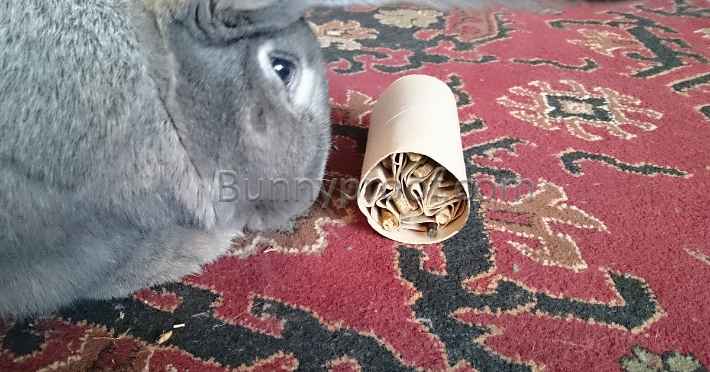 rabbit playing toy toilet roll treat hider