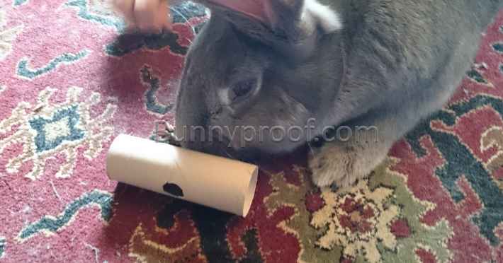 rabbit playing toy toilet roll treat tumbler